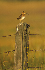 Wilson's Snipe (Gallinago delicata) photo image