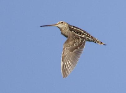 Wilson's Snipe (Gallinago delicata) photo image