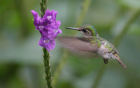 Snowcap (Microchera albocoronata) photo image