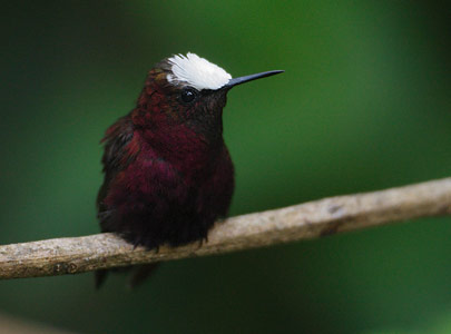Snowcap (Microchera albocoronata) photo image