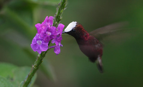 Snowcap (Microchera albocoronata) photo image