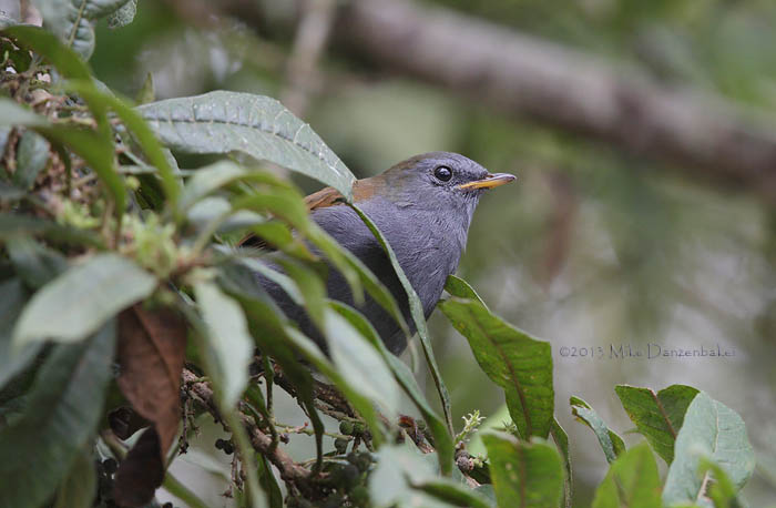 Andean Solitaire (Myadestes ralloides) photo