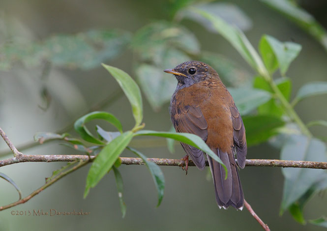 Andean Solitaire (Myadestes ralloides) photo