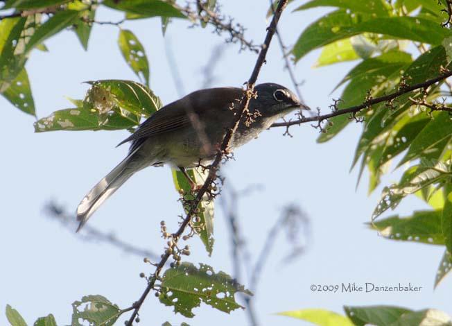 Brown-backed Solitaire (Myadestes occidentalis) photo