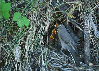 Townsend's Solitaire (Myadestes townsendi) photo image