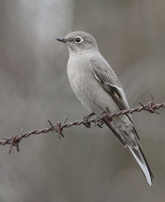 Townsend's Solitaire (Myadestes townsendi) photo