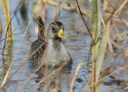 Sora (Porzana carolina) photo