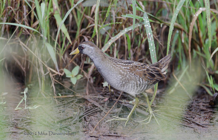 Sora (Porzana carolina) photo