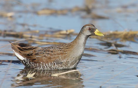 Sora (Porzana carolina) photo