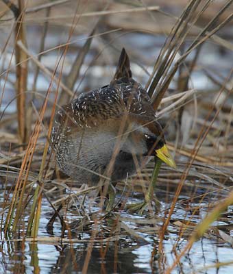 Sora (Porzana carolina) photo