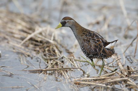 Sora (Porzana carolina) photo