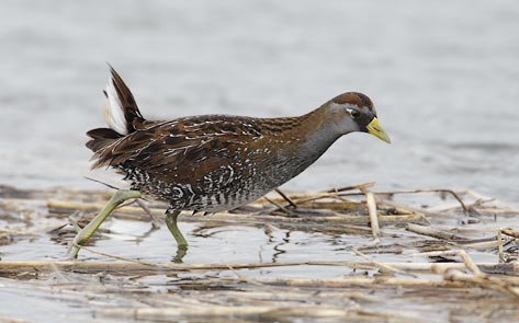 Sora (Porzana carolina) photo