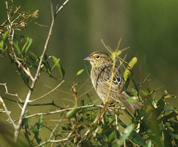 Bachman's Sparrow (Peucaea aestivalis) photo image