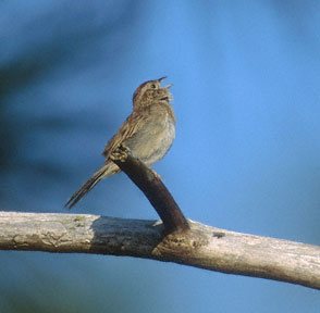 Bachman's Sparrow (Peucaea aestivalis) photo image