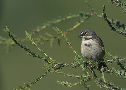 Bell's Sparrow (Amphispiza belli) photo image