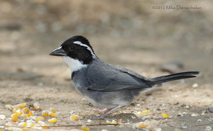 Black-capped Sparrow (Arremon abeillei) photo