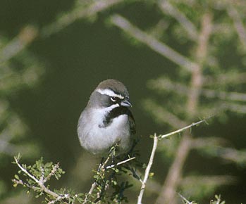 Black-throated Sparrow (Amphispiza bilineata) photo image