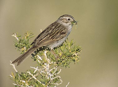 Brewer's Sparrow (Spizella breweri) photo image