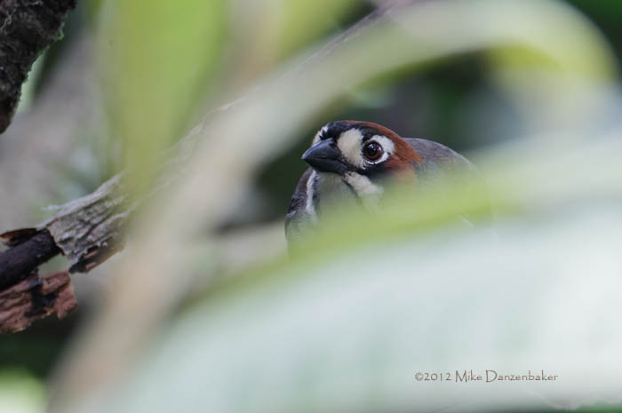 Cabanis's Ground Sparrow (Melozone cabanisi) photo