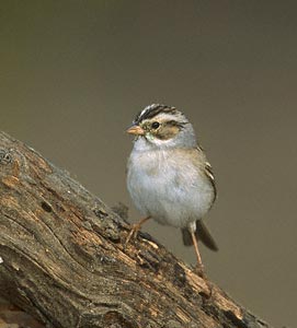 Clay-colored Sparrow (Spizella pallida) photo image