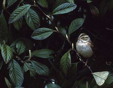 Clay-colored Sparrow (Spizella pallida) photo image