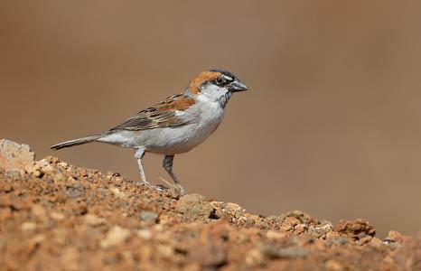 Iago Sparrow (Passer iagoensis) photo image