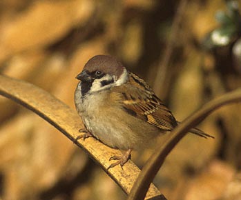 Eurasian Tree Sparrow (Passer montanus) photo image