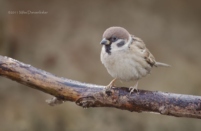 Eurasian Tree Sparrow (Passer montanus) photo