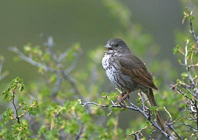 Fox Sparrow (Passerella iliaca) photo image