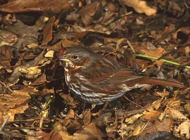 Fox Sparrow (Passerella iliaca) photo image
