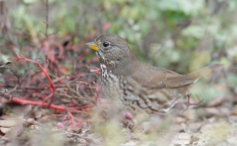 Fox Sparrow (Passerella iliaca) photo image