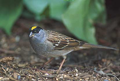 Golden-crowned Sparrow (Zonotrichia atricapilla) photo image