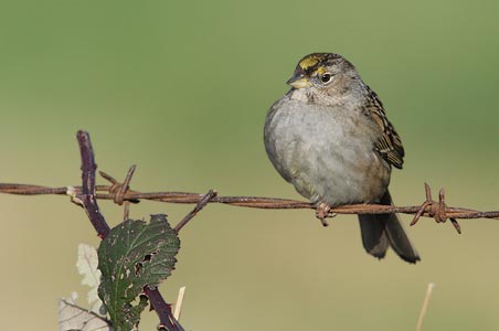 Golden-crowned Sparrow (Zonotrichia atricapilla) photo