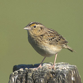 Grasshopper Sparrow (Ammodramus savannarum) photo image