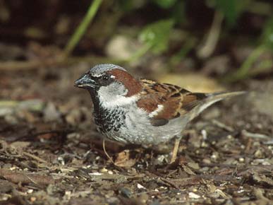 House Sparrow (Passer domesticus) photo image