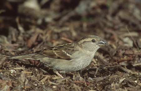 House Sparrow (Passer domesticus) photo image
