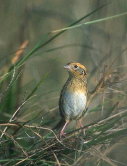 Le Conte's Sparrow (Ammodramus leconteii) photo image