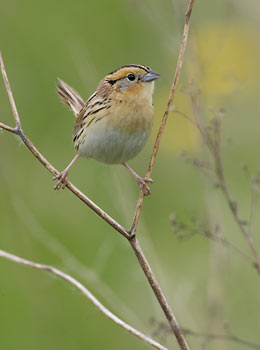 Le Conte's Sparrow (Ammodramus leconteii) photo