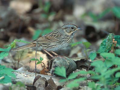 Lincoln's Sparrow (Melospiza lincolnii) photo image