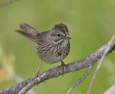 Lincoln's Sparrow (Melospiza lincolnii) photo image