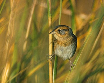 Nelson's Sparrow (Ammodramus nelsoni) photo image
