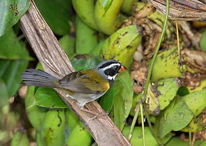 Orange-billed Sparrow (Arremon aurantiirostris) photo image