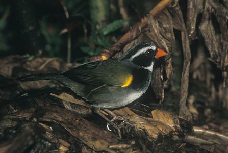 Orange-billed Sparrow (Arremon aurantiirostris) photo image
