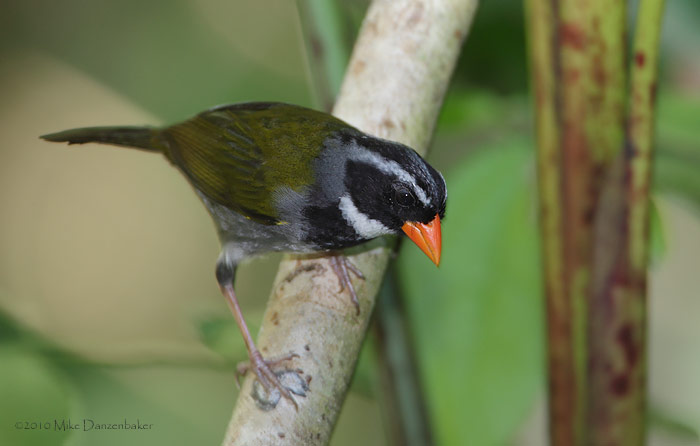 Orange-billed Sparrow (Arremon aurantiirostris) photo image