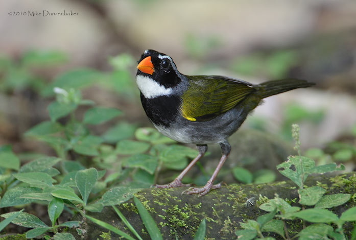 Orange-billed Sparrow (Arremon aurantiirostris) photo image