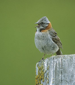 Rufous-collared Sparrow (Zonotrichia capensis) photo image