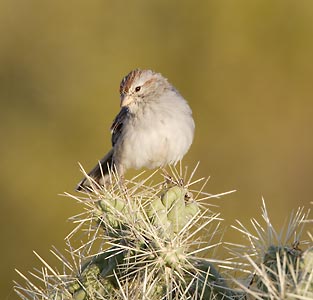 Rufous-winged Sparrow (Peucaea carpalis) photo image