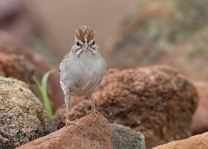 Rufous-winged Sparrow (Aimophila carpalis) photo