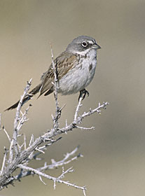 Sage Sparrow (Amphispiza nevadensis) photo image