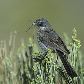 Sage Sparrow (Amphispiza nevadensis) photo image